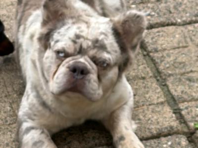 Hairy French Bulldog for stud in Wexford