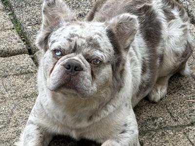 Hairy French Bulldog for stud in Wexford