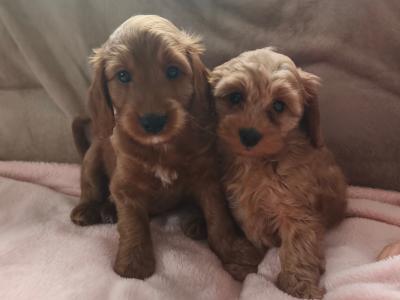 2 lovely Cockapoo puppies in Wexford