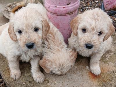 Miniature Goldendoodle puppies in Wexford