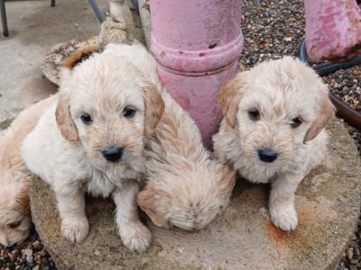 Miniature Goldendoodle x Doodles puppy’s