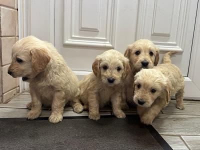 Miniature Goldendoodle x Doodles puppy’s