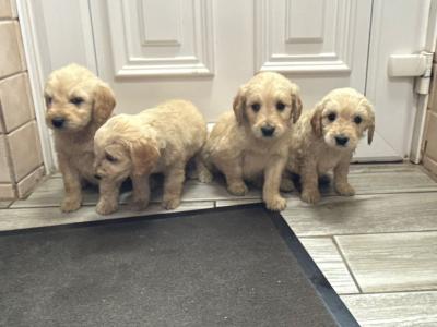 Miniature Goldendoodle x Doodles puppy’s