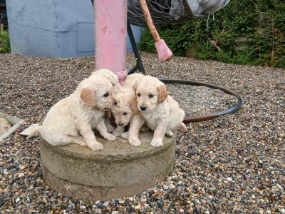 Miniature Goldendoodle x Doodles puppy’s