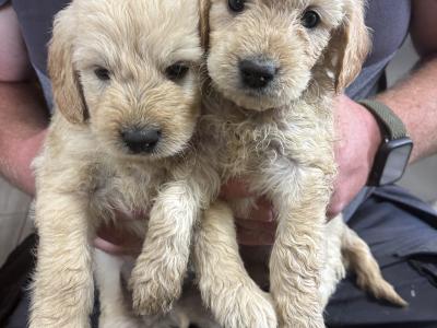 Miniature Goldendoodle x Doodles puppy’s