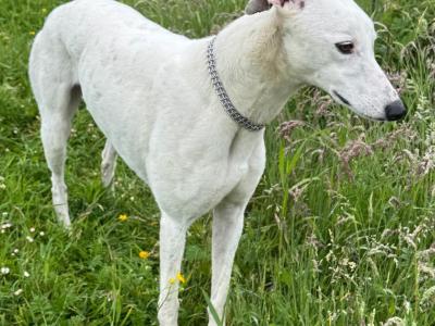Ilewellyn Setter and Greyhound/Whippet