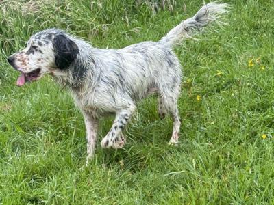 Ilewellyn Setter and Greyhound/Whippet