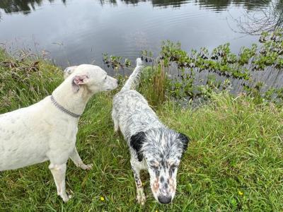 Ilewellyn Setter and Greyhound/Whippet