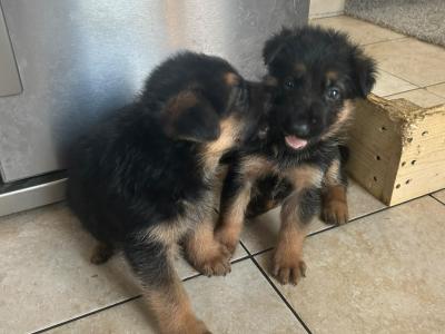 German Shepherd  puppies in Wicklow