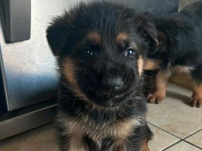German Shepherd  puppies in Wicklow