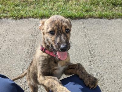 Scottish Deerhound Cross