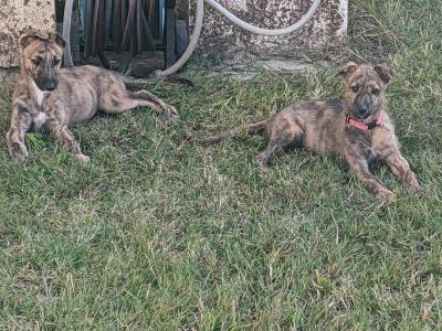 Scottish Deerhound Cross