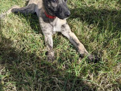 Scottish Deerhound Cross