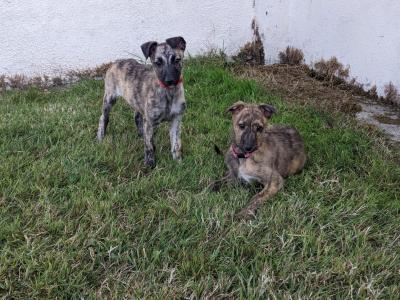Scottish Deerhound Cross