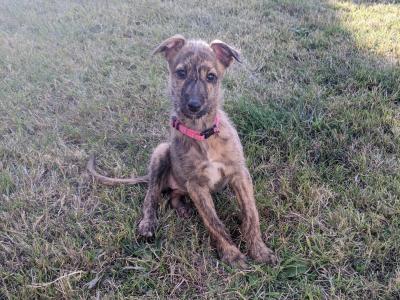 Scottish Deerhound Cross