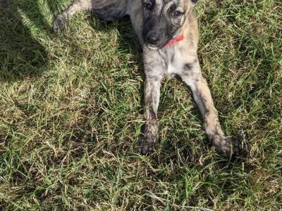 Scottish Deerhound Cross