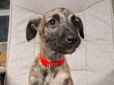 Scottish Deerhound X puppies in Kilkenny