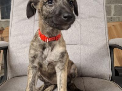 Scottish Deerhound Cross