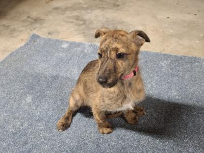 Scottish Deerhound Cross