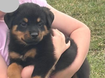 Rottweiler puppies in Laois