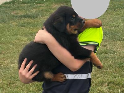 Rottweiler puppies in Laois