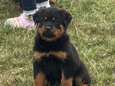 Rottweiler puppies in Laois