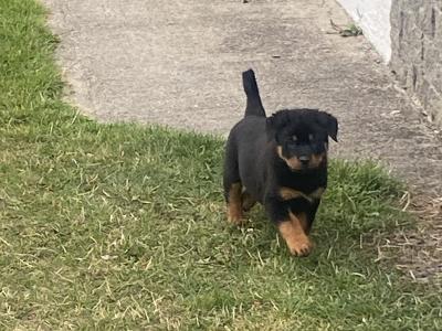Rottweiler puppies in Laois
