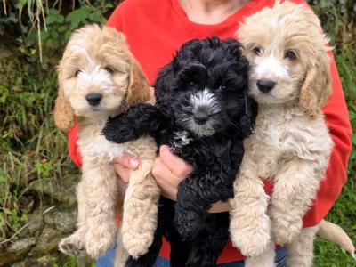 Beautiful Cockapoo 💕 puppies in Kerry