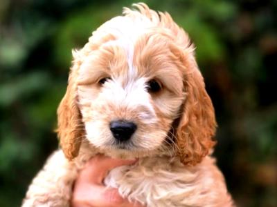 Beautiful Cockapoo 💕 puppies in Kerry