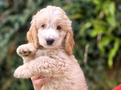 Beautiful Cockapoo 💕 puppies in Kerry