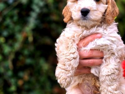 Beautiful Cockapoo 💕 puppies in Kerry