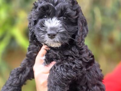 Beautiful Cockapoo 💕 puppies in Kerry