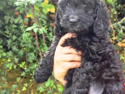 Beautiful Cockapoo 💕 puppies in Kerry