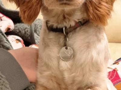 Beautiful Cockapoo 💕 puppies in Kerry
