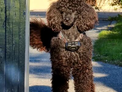 Beautiful Cockapoo 💕 puppies in Kerry