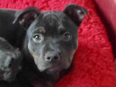 Last tri 🔥 male puppy top pedigree 🐶