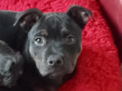 Last tri 🔥 male Staffordshire Bull Terrier puppy top pedigree 🐶 in Offaly