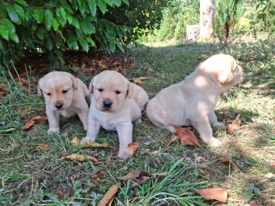 4 lovely purebred Labrador puppies for sale in Kilkenny