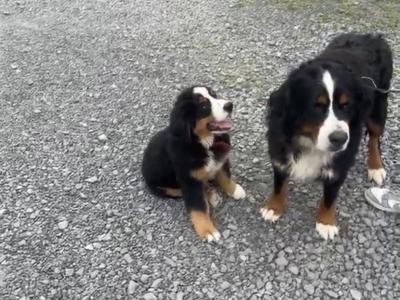 (IKC Pending) male Bernese Mountain Dog puppy for sale in Monaghan
