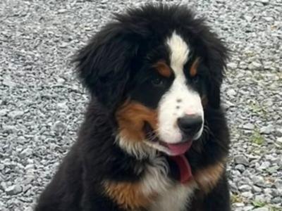 (IKC Pending) male Bernese Mountain Dog puppy for sale in Monaghan