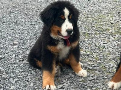 IKC Registered (pending) male Bernese Mountain Dog puppy for sale in Monaghan