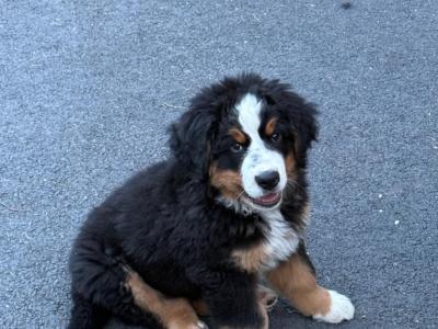 (IKC Pending) male Bernese Mountain Dog puppy for sale in Monaghan