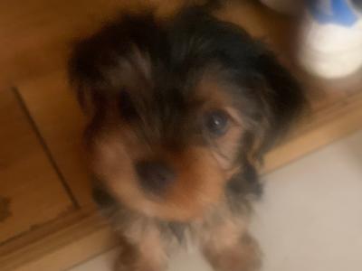 Male Yorkshire Terrier for sale in Cavan