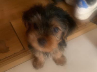 Male Yorkshire Terrier puppy for sale in Cavan