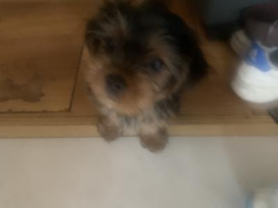 Male Yorkshire Terrier for sale in Cavan