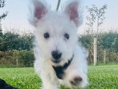 IKC Reg male West Highland Terrier puppy in Fermanagh