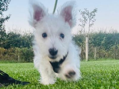 Buddy is an IKC Registered male West Highland Terrier puppy 3 months old in Fermanagh