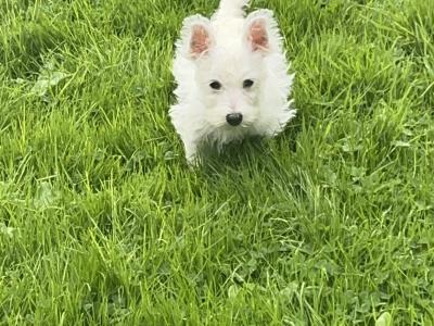 IKC Reg male West Highland Terrier puppy in Fermanagh