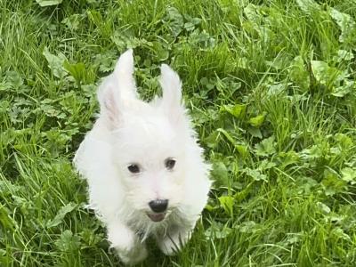 IKC Reg male West Highland Terrier puppy in Fermanagh