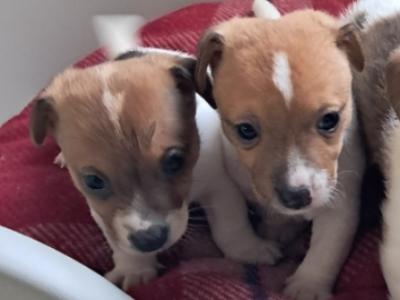 Mini Jack Russell puppies in Down